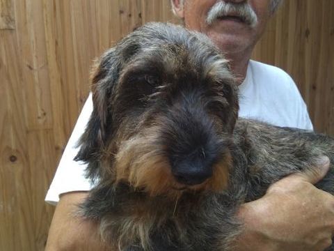 Chiots Basset Fauve de Bretagne crois&eacute;s TECKEL A POIL DUR disponibles vers le 25 f&eacute;vrier 2026 350 31350 Blajan