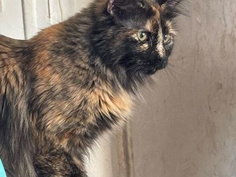 Nala, 1 an et demi, cherche un bon foyer 195 77220 Favières