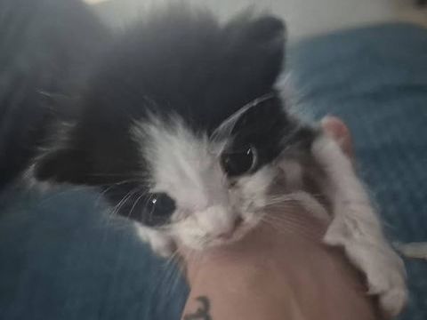 Chat OREO &agrave; la r&eacute;servation 120 30760 Saint-julien-de-peyrolas
