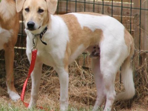 Bobby, x Berger, 8 mois le 01/09, à l'adoption 300 28130 Pierres