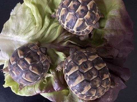 Tortue de terre 90 91170 Viry-chtillon