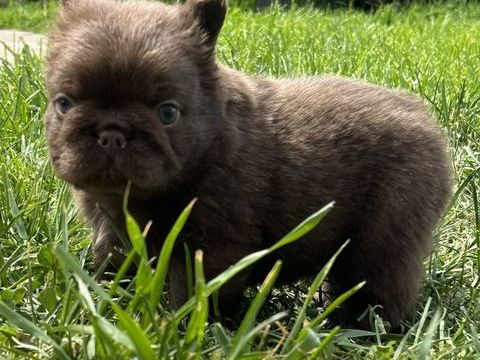 Chiot bouledogue fran&ccedil;ais fluffy  1750 03120 Arfeuilles