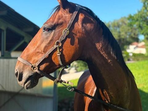 Vend cheval 3000 euros a d&eacute;battre 3000 39250 Censeau