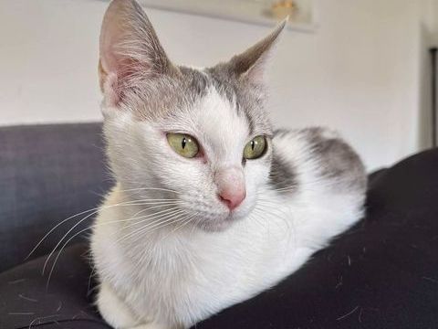À l'adoption  Jade, 10 mois 150 62149 Annequin
