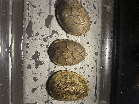 3 tortues aquatiques car&eacute;n&eacute;es, 7 ans, en bonne sant&eacute;. 0 13014 Marseille