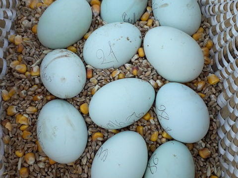 Oeuf f&eacute;cond&eacute;s bleu race cream legbar 2 35500 Balaz�