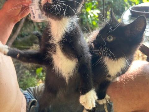 Quatre petits chatons 0 07110 Chassiers