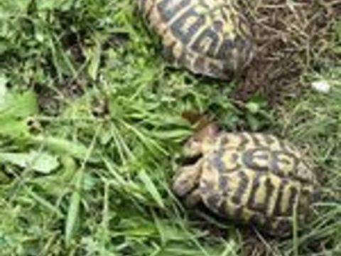   BB tortue 2026 