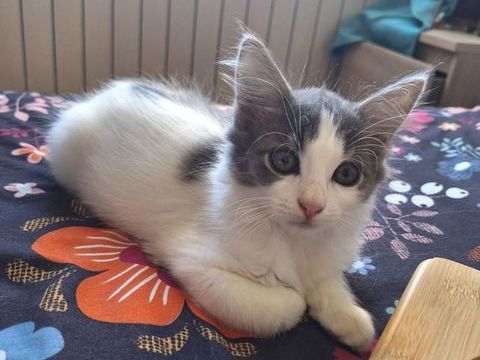 A l'adoption : Mistinguette 1 84110 Villedieu