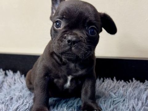 Merveilleux chiot bouledogue fran&ccedil;ais 485 82000 Montauban