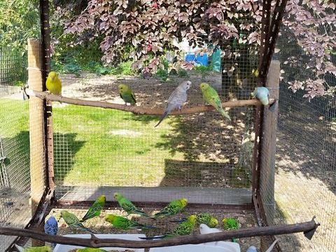 perruches ondul&eacute;es 10 40500 Eyres-moncube