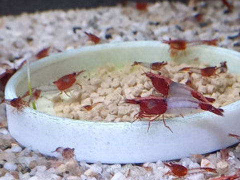 Crevettes Rili red 3 37270 Ath�e-sur-cher