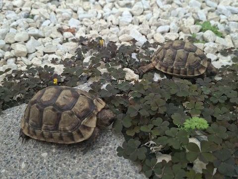 Bebe tortues de terre 2 ans 50 13014 Marseille