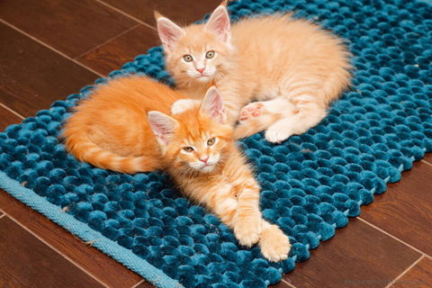 4 magnifiques chatons Maine Coon 1300 94360 Bry-sur-marne