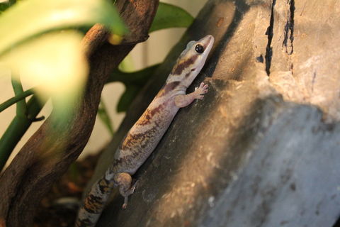 Oedura Castelanui 70 49122 Le may-sur-�vre