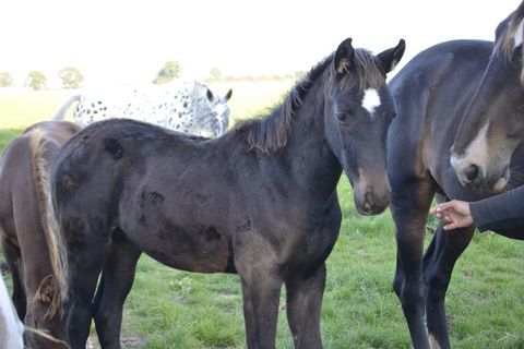 Ph&eacute;nix KSFOREVER 8500 53170 Ruill�-froid-fonds