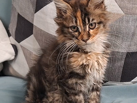chaton femelle Maine Coon LOOF 950 83000 Toulon