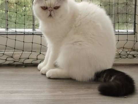 Exotic Shorthair LOOF 800 29480 Le relecq-kerhuon