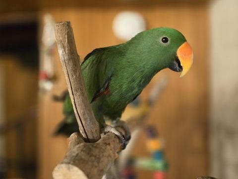 Perroquet Eclectus &eacute;lev&eacute; a la main 750 08200 Saint-menges