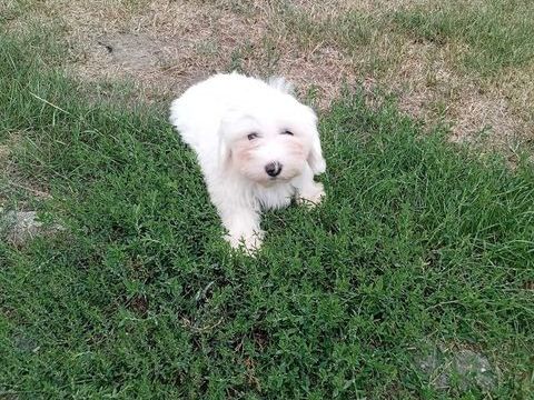 Bichon maltais non lof 650 80170 Rosières-en-santerre