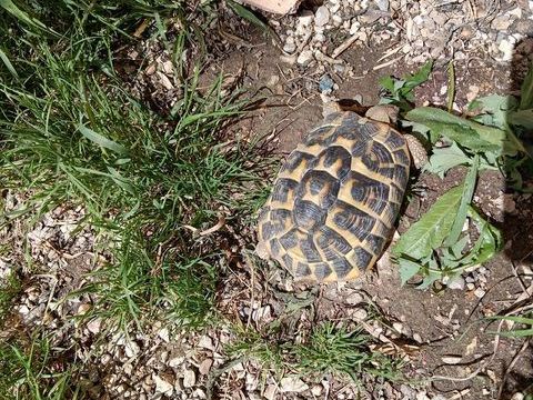 Tortue terre femelle 8/9 ans 250 84140 Montfavet