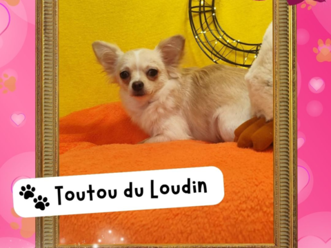 Chiot chihuahua femelle poils longs 650 18140 Pr�cy