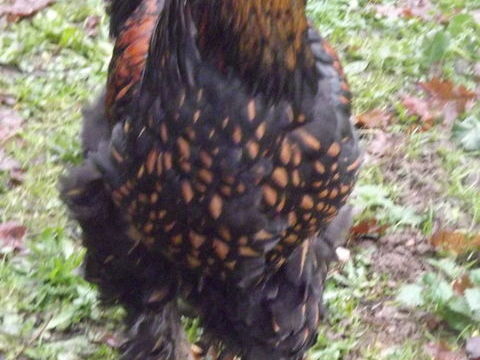 brahmas 50 44130 Blain