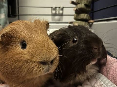 Vente cochons d'Inde 18 mois avec cage et accessoires 100 91700 Sainte-genevi�ve-des-bois