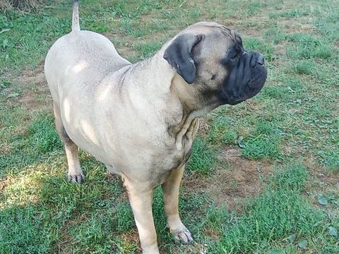 Bullmastiff 500 57580 Rmilly