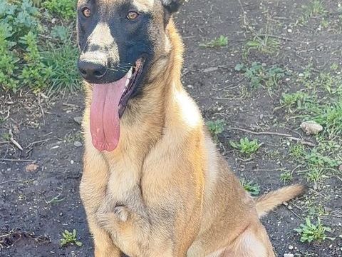 BILLY, chien type malinois, 1 an 220 34500 B�ziers