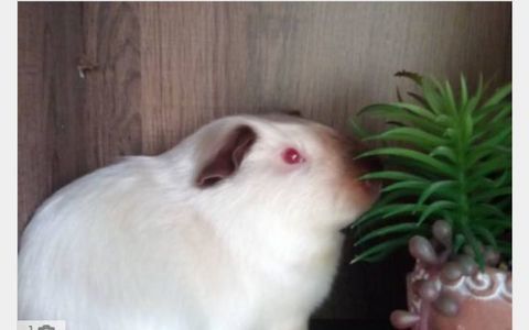 Cochons d'inde 0 31100 Toulouse