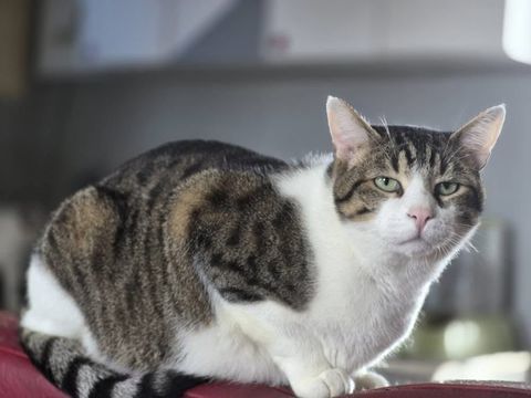 SIMBA 210 27140 Gisors