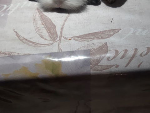 Bébé lapins nains toys et bébé lapins béliers nains. 25 74230 Thnes