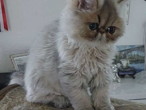 Magnifique chaton Persan 900 95500 Le thillay