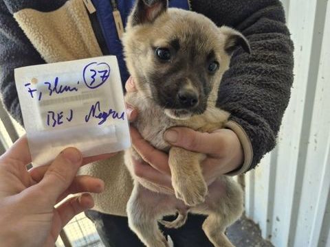 Berry &agrave; l'adoption 320 21000 Dijon