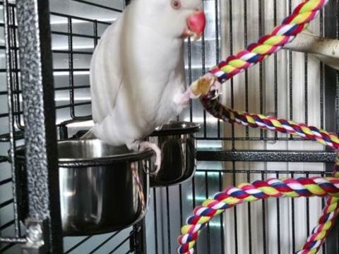  perruche &agrave; collier. Blanche 120 69700 Givors