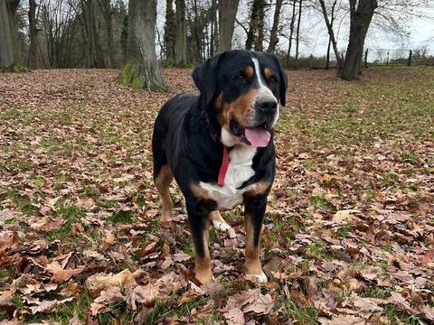 Femelle Grand Bouvier Suisse avec Pedigree 0 91470 Angervilliers