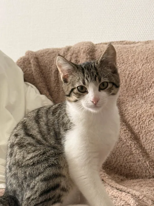 Kaze 230 44000 Nantes