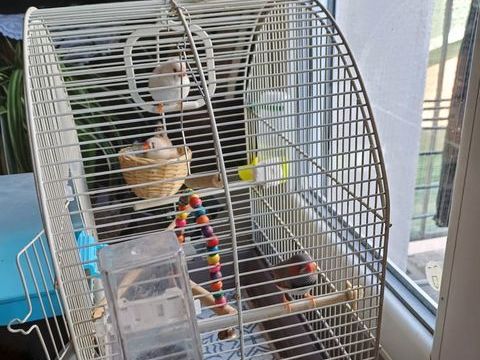 Petite mandarin 15 42300 Roanne