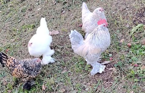 A r&eacute;server poussins Barbus d'Uccle. Plusieurs coloris ( 06) 5 06300 Nice
