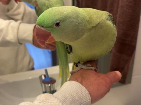 Grand alexandre 450 69540 Irigny