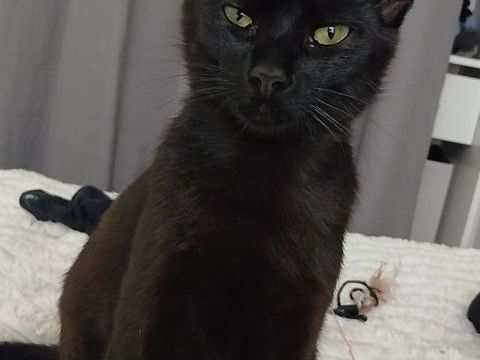 Moorea 220 44000 Nantes