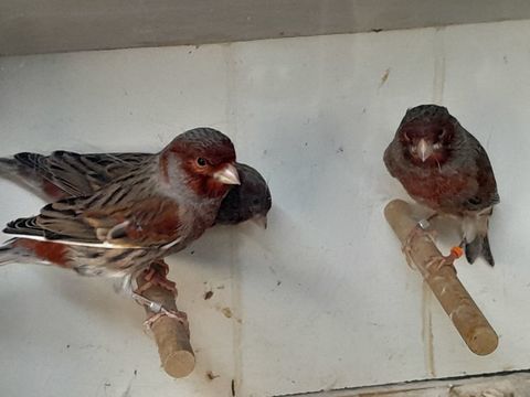 MALES CANARIS BRONZE ET ARLEQUINS 2025 20 95170 Deuil-la-barre