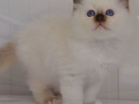 Magnifiques chatons sacr&eacute;s de Birmanie &agrave; r&eacute;server 1600 38510 Arandon