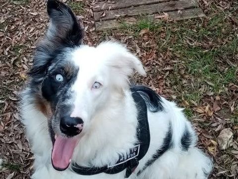 Chien LOLA à l adoption 300 07400 Alba-la-romaine