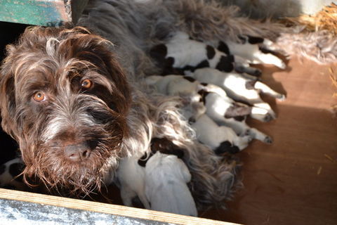 A r&eacute;server chiots Griffon Korthals
650 85670 Falleron