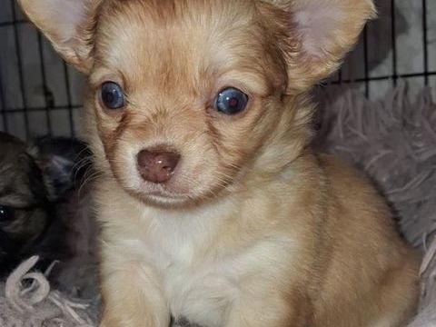 Chihuahuas a poils longs 900 13780 Cuges-les-pins