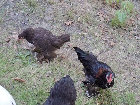 Couple Sabelpoot 25 33121 Carcans