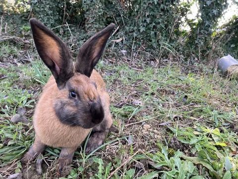 Lapin ROOKY à l adoption 50 26270 Loriol-sur-drme