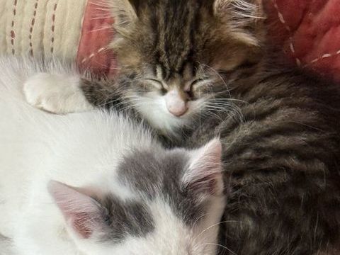 Chatons &agrave; donner - vaccin&eacute;s et puc&eacute;s - m&acirc;le ou femelle.  0 89150 Saint-valérien